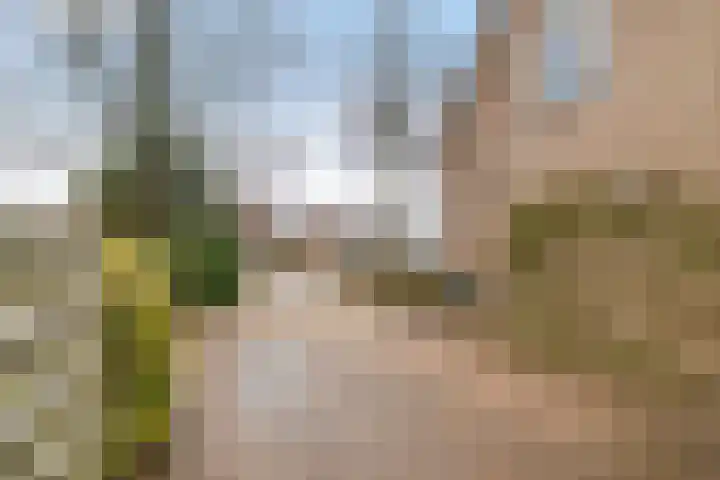 Wilgenroos 40 Gieten thumbnail 50