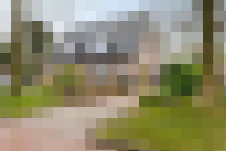 Wilgenroos 40 Gieten thumbnail 7