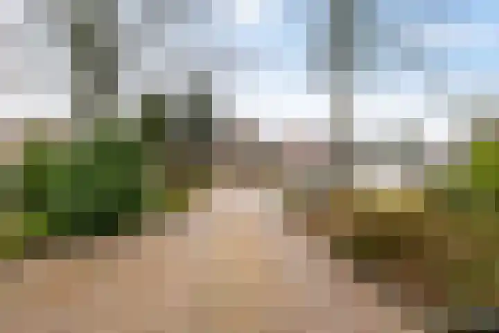 Wilgenroos 40 Gieten thumbnail 9
