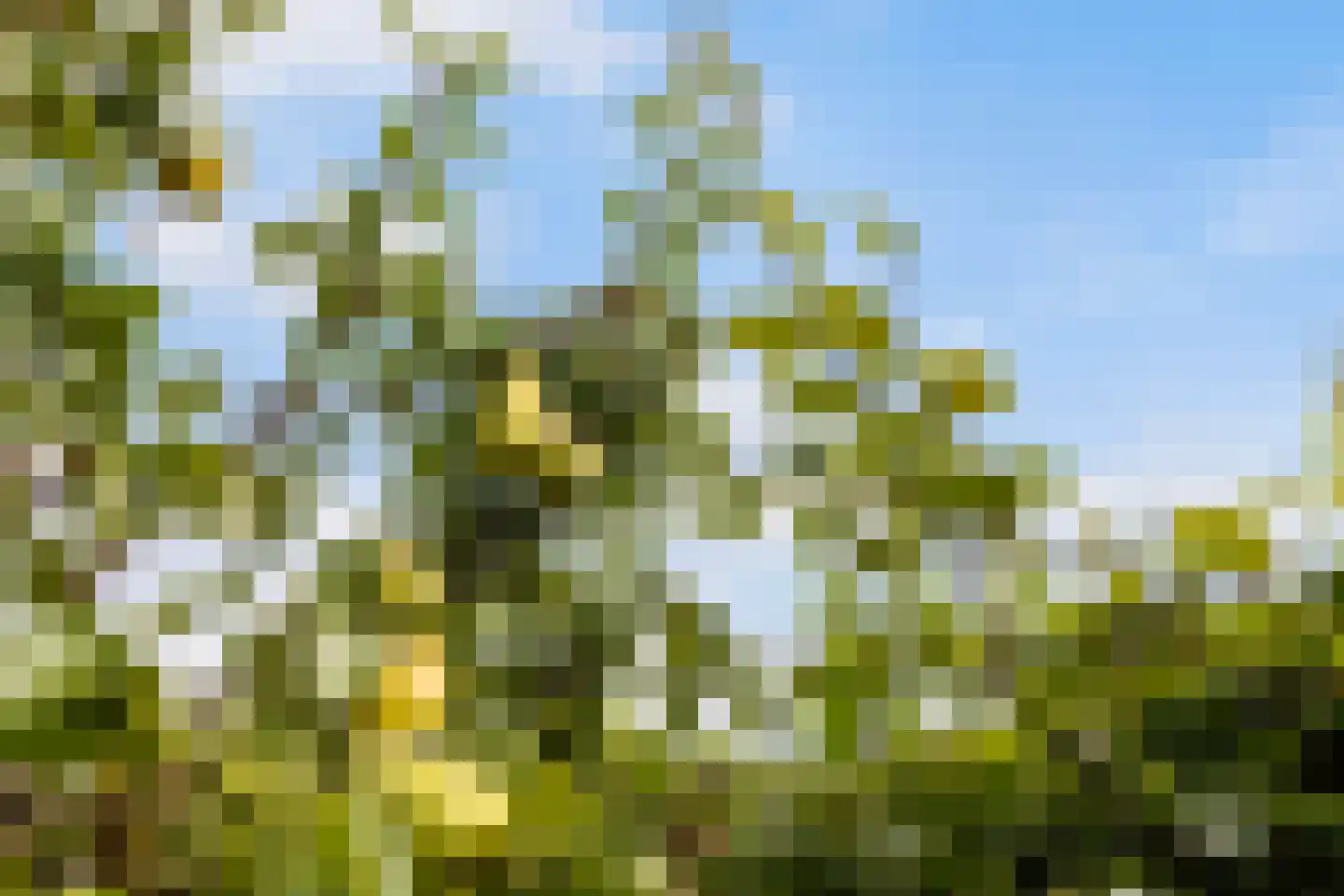 Wilgenroosje 13 Leeuwarden thumbnail 32