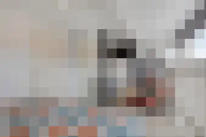 Wilgenroosstraat 8 Eindhoven thumbnail 22