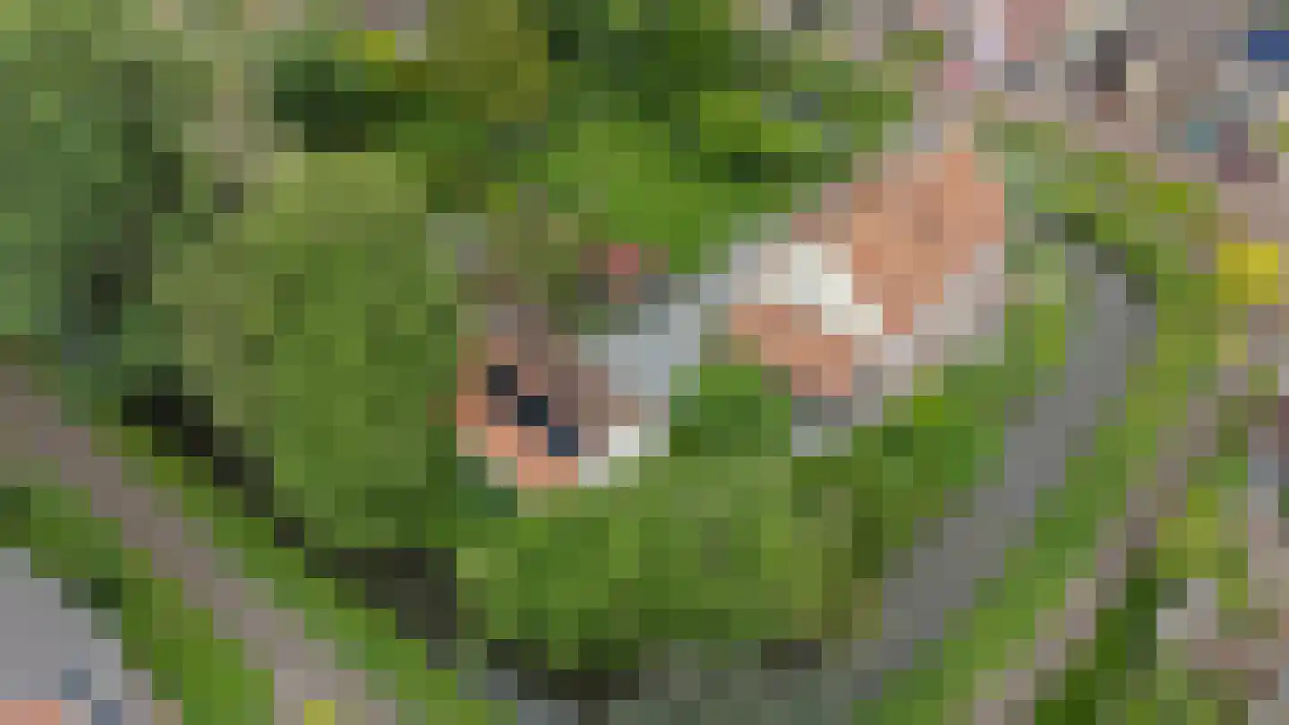 Wilgenstraat 2 Maasbree thumbnail 6