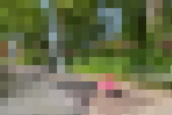 Wilgepad 21 Gouda thumbnail 22