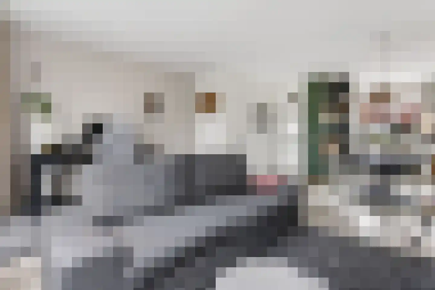 Wilgeroosje 22 Sneek thumbnail 7