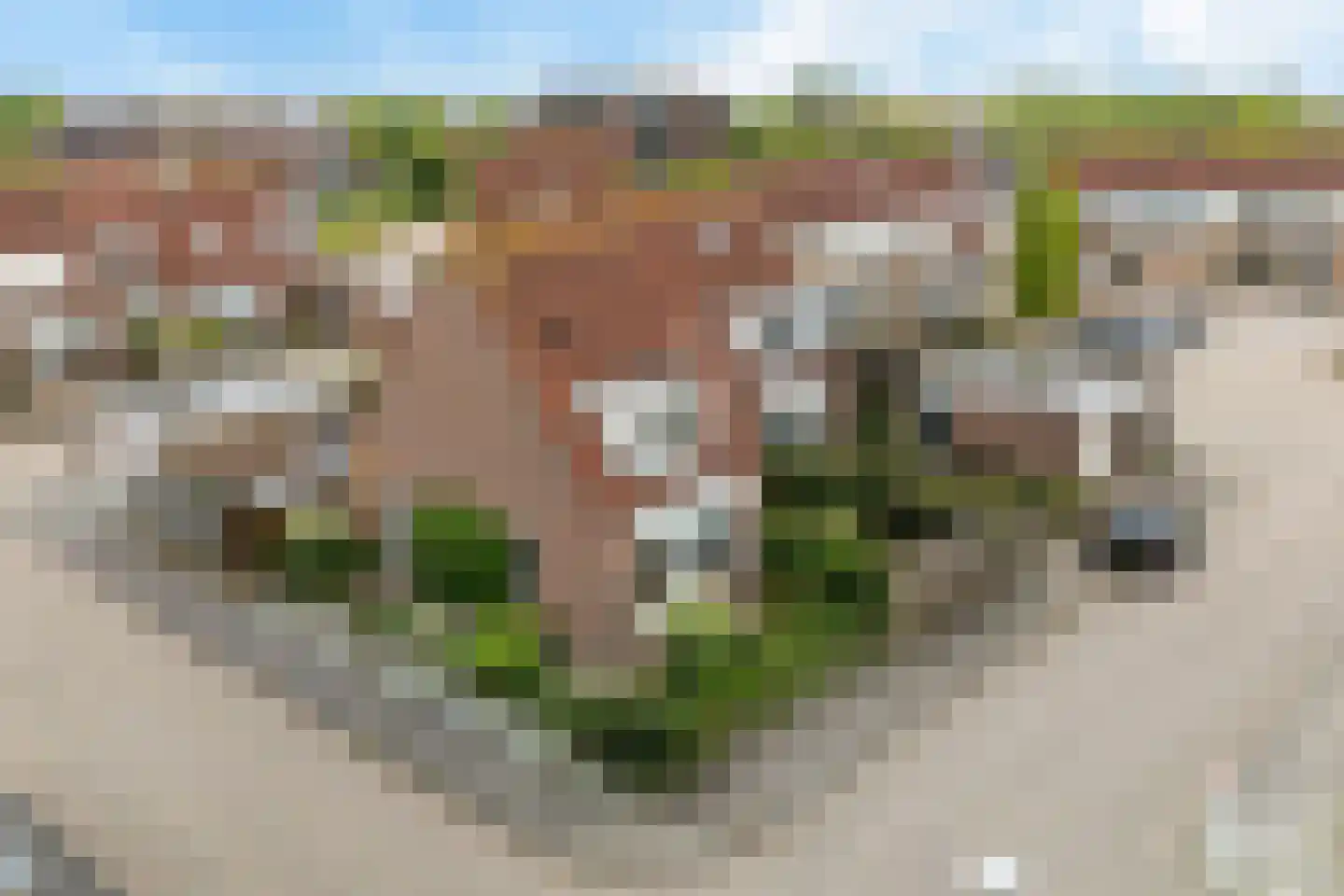 Wilgeroosje 33 Sneek thumbnail 31