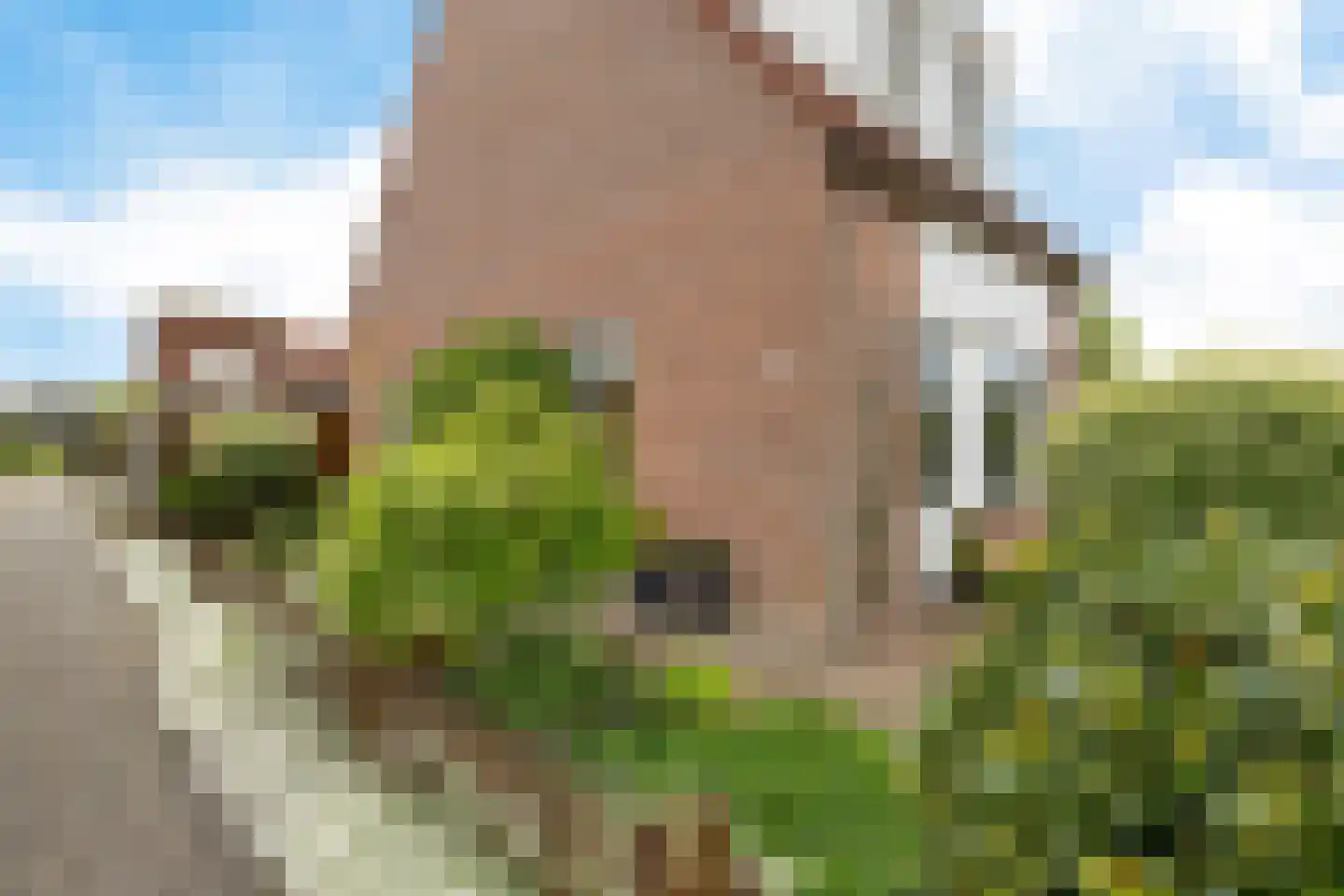 Wilgeroosje 33 Sneek thumbnail 38