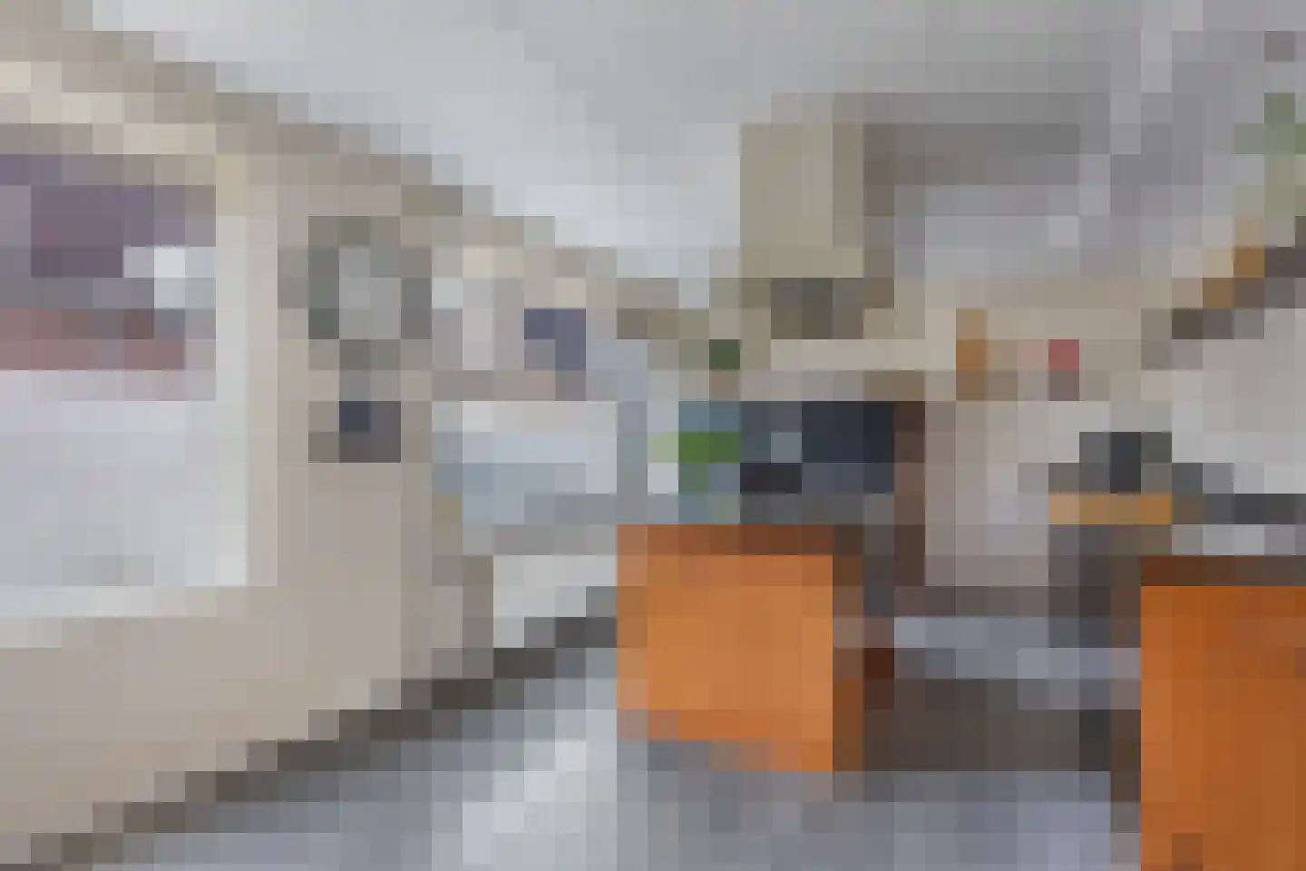 Wilgeroosje 36 Heino thumbnail 12