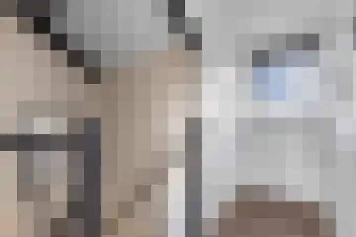 Wilgeroosje 36 Heino thumbnail 36