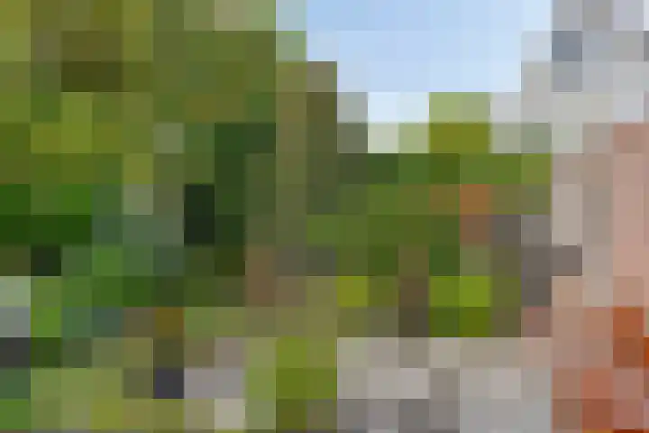 Wilgeroosje 42 Heino thumbnail 35