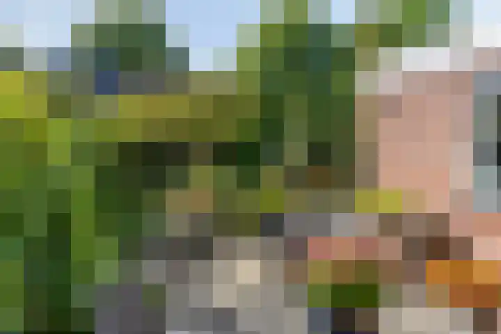 Wilgeroosje 42 Heino thumbnail 36