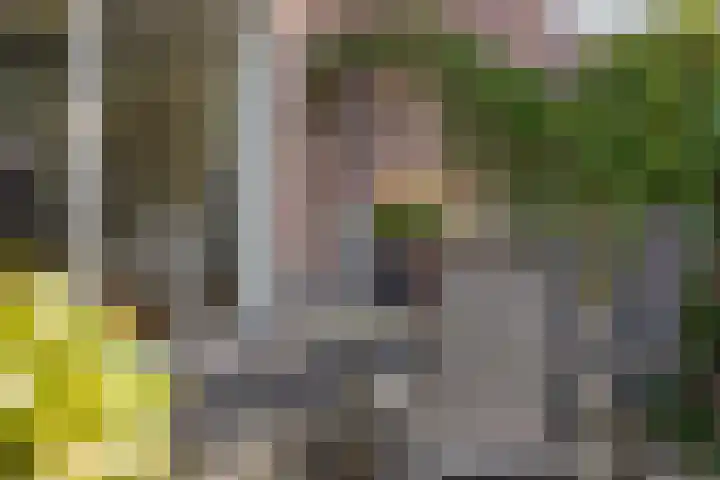 Wilgeroosje 42 Heino thumbnail 37