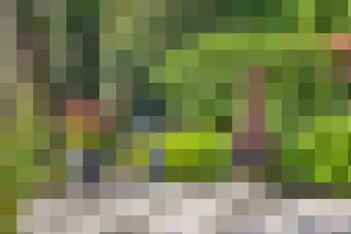 Wilgeroosje 42 Heino thumbnail 38