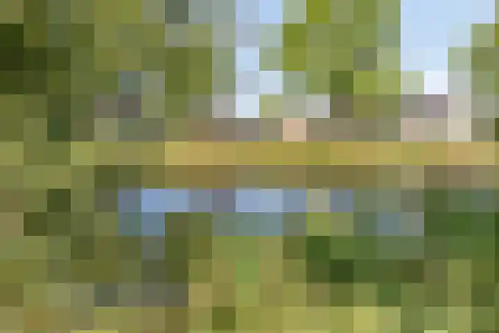 Wilgeroosje 42 Heino thumbnail 39