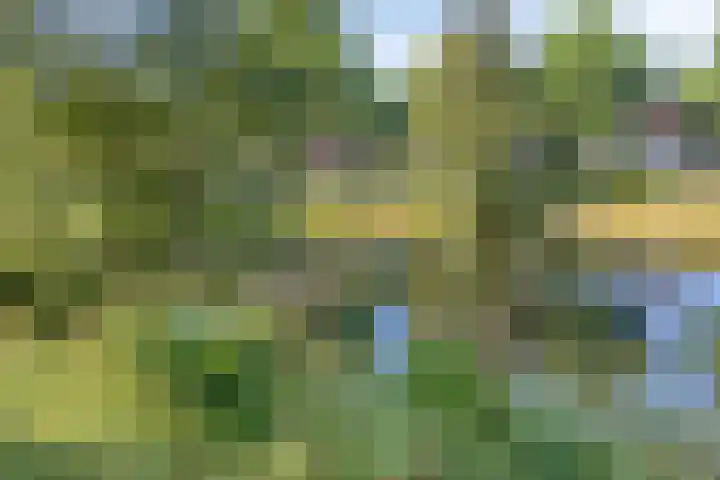Wilgeroosje 42 Heino thumbnail 40