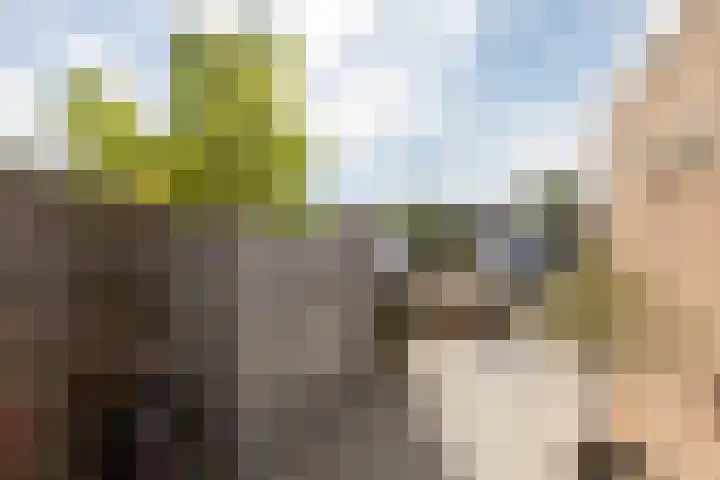 Wilgeroosje 58 Sneek thumbnail 28
