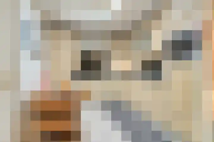Wilgeroosje 9 Sevenum thumbnail 14