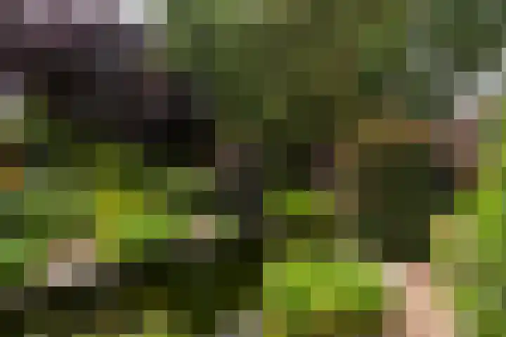 Wilhelminahof 11 Deurne thumbnail 43
