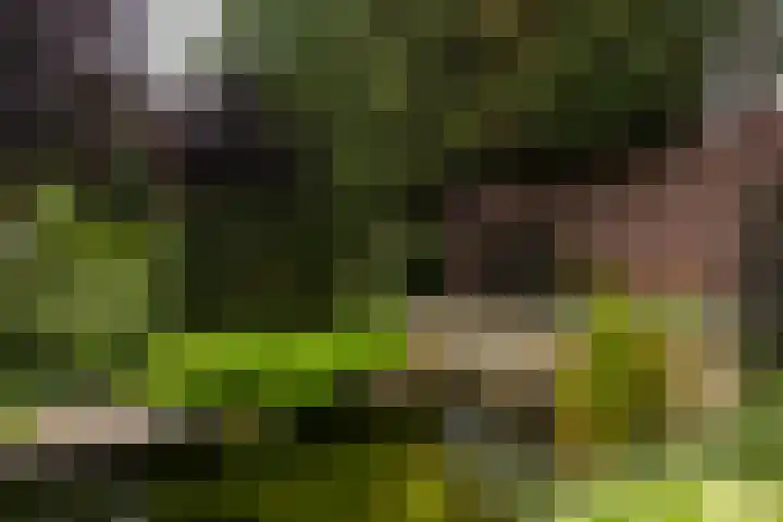 Wilhelminahof 11 Deurne thumbnail 45