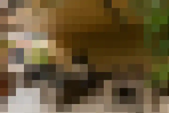 Wilhelminahof 11 Deurne thumbnail 51