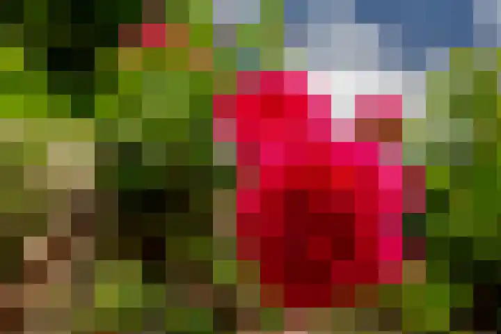 Wilhelminalaan 3 Rotterdam thumbnail 33
