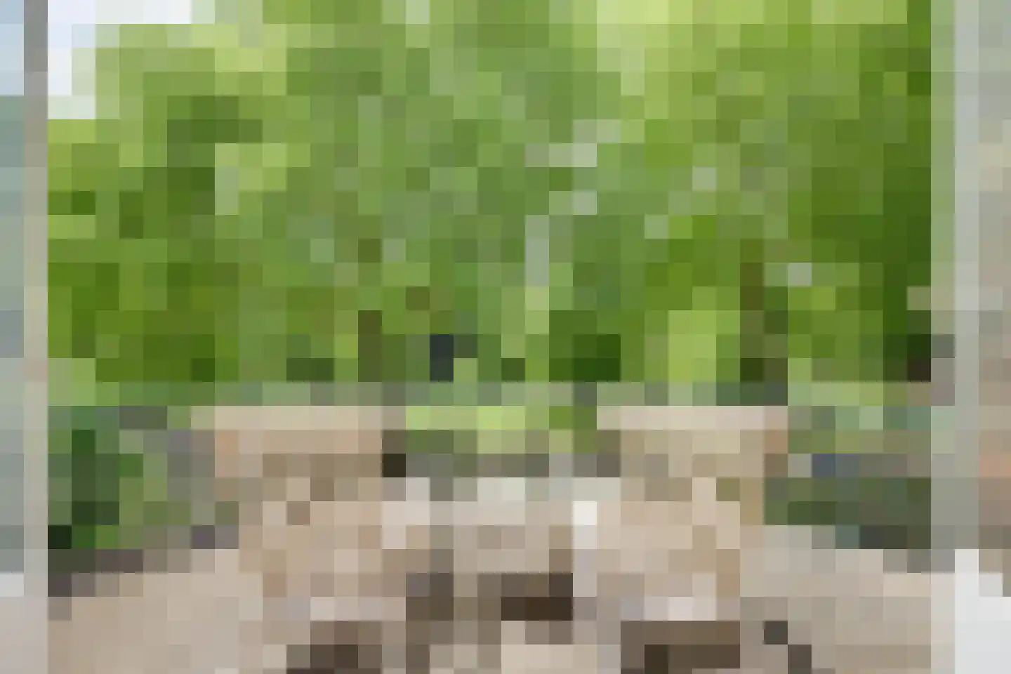 Wilhelminapark 26 Venlo thumbnail 37