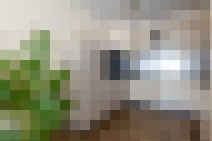 Wilhelminastraat 13 5 Sittard thumbnail 27