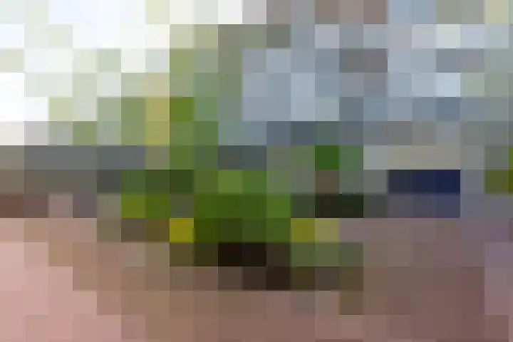 Wilhelminastraat 13 5 Sittard thumbnail 40