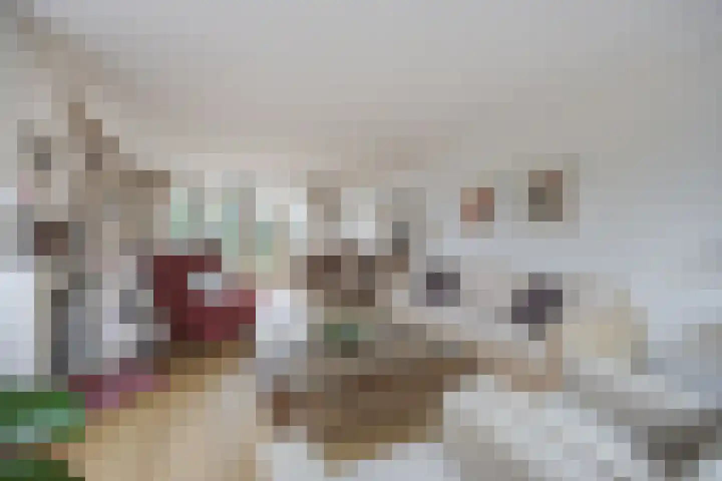 Wilhelminastraat 13 Bosschenhoofd thumbnail 13