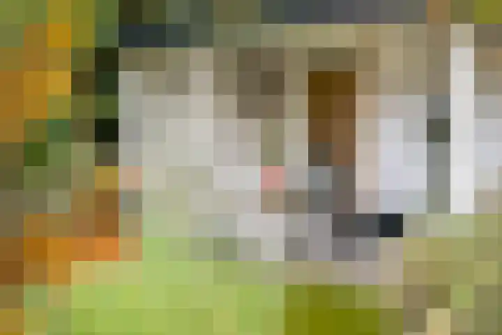 Wilhelminastraat 13 Oosterbeek thumbnail 64