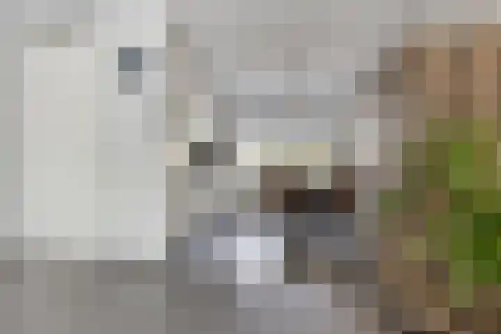 Wilhelminastraat 148 Hoogeveen thumbnail 7