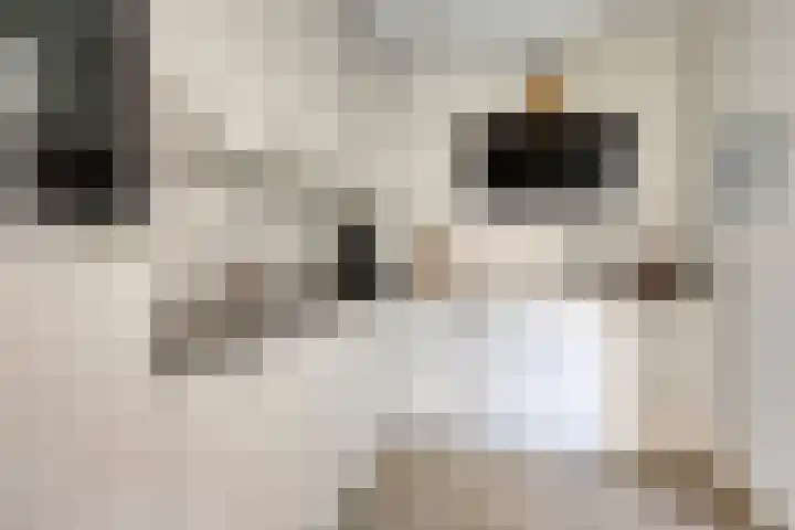 Wilhelminastraat 15 Nistelrode thumbnail 14