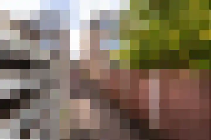 Wilhelminastraat 18 Halfweg thumbnail 29