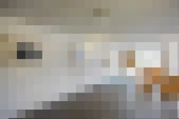 Wilhelminastraat 243 Uden thumbnail 25