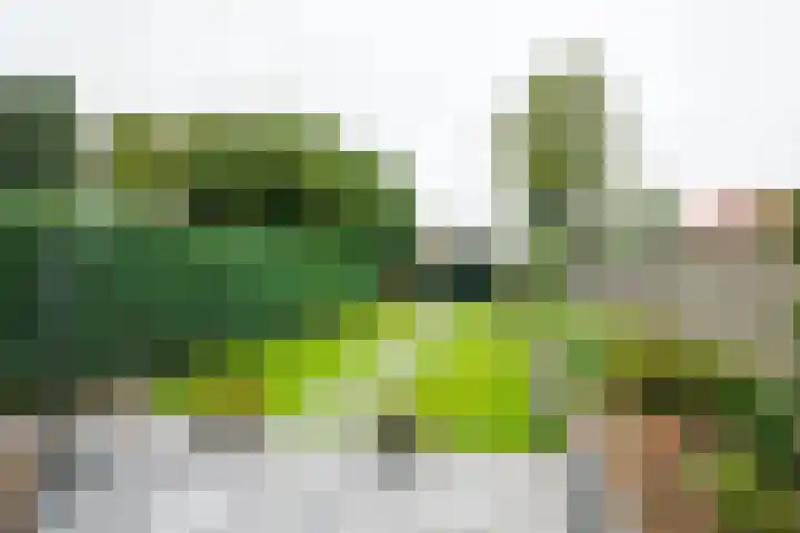 Wilhelminastraat 27 Dinxperlo thumbnail 40