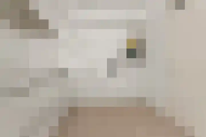 Wilhelminastraat 3 c Velp thumbnail 17