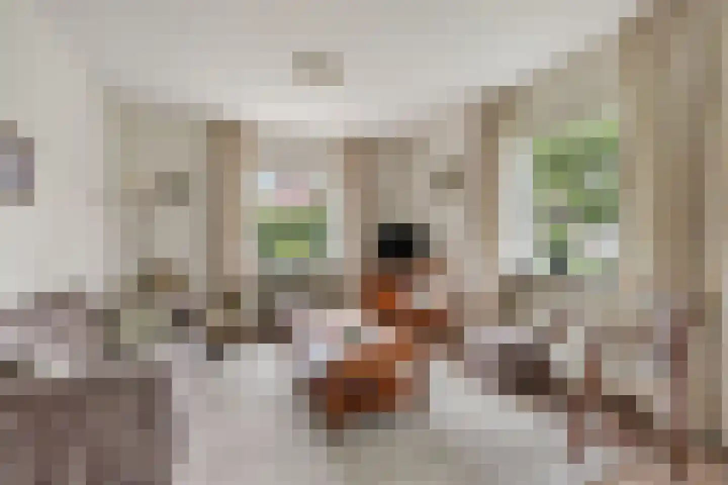 Wilhelminastraat 3 Huissen thumbnail 8