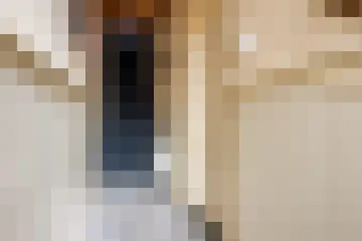 Wilhelminastraat 50 Dongen thumbnail 5