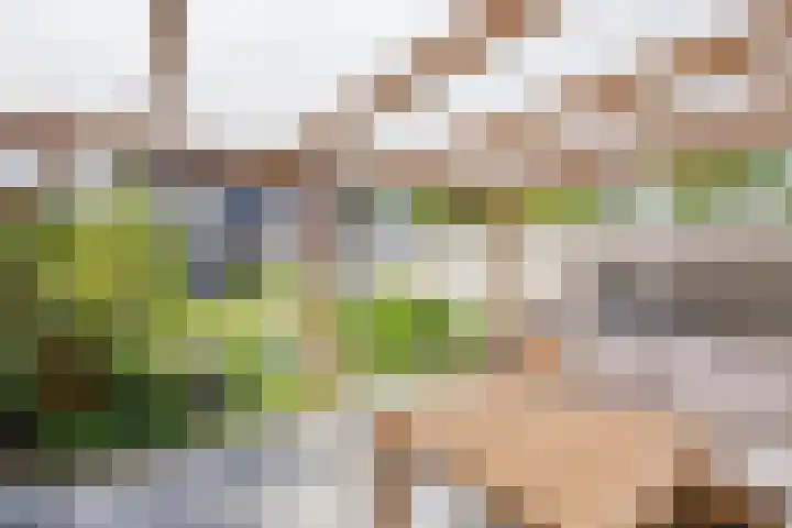 Wilhelminastraat 50 Krabbendijke thumbnail 34