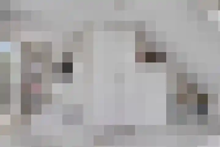Wilhelminastraat 50 Wemeldinge thumbnail 23