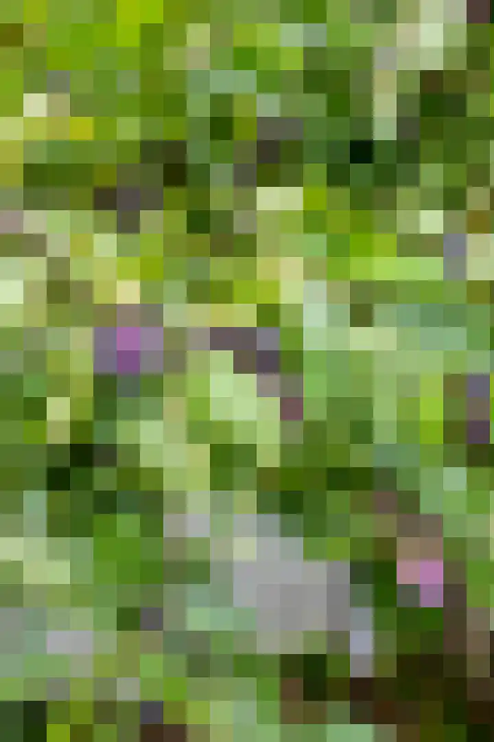 Wilhelminastraat 50 Wemeldinge thumbnail 27