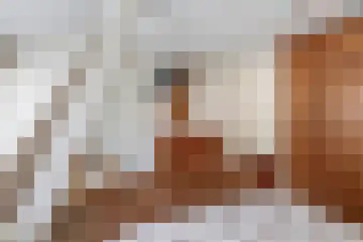 Wilhelminastraat 6 Capelle aan den IJssel thumbnail 22