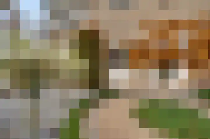Wilhelminastraat 7 Nederweert thumbnail 29