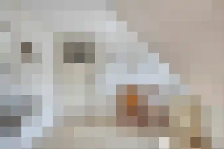 Wilhelminastraat 71 Waalwijk thumbnail 47