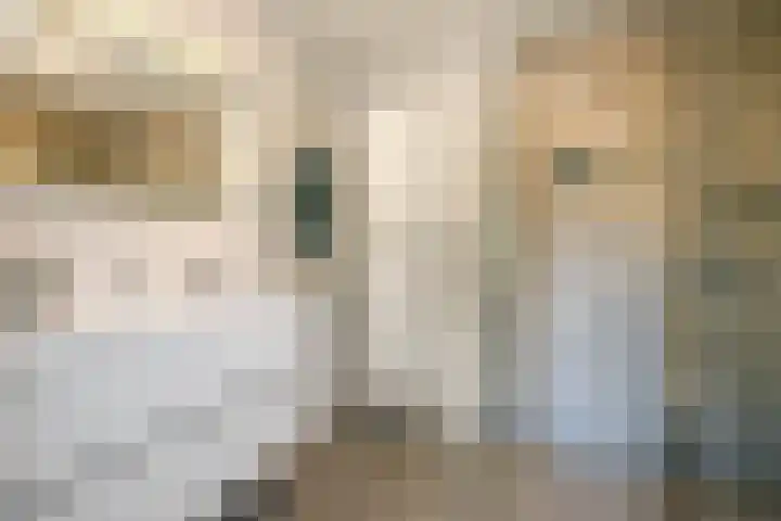 Wilhelminastraat 77 Lekkerkerk thumbnail 26
