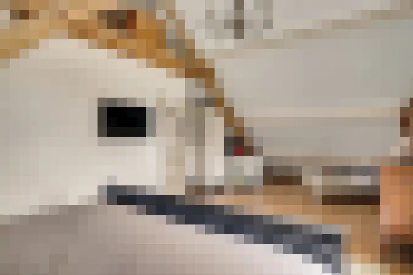 Wilhelminastraat 8 Stramproy thumbnail 43