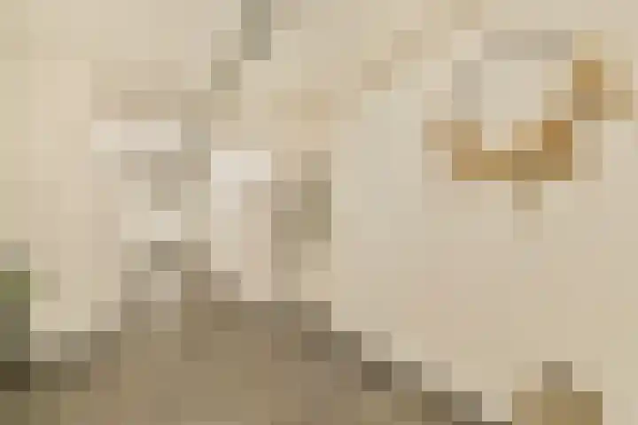 Wilhelminastraat 83 Bergschenhoek thumbnail 7