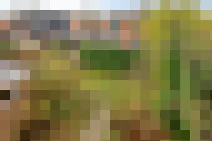 Wilhelminastraat 9 Duiven thumbnail 32