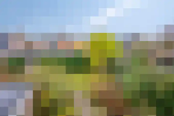 Wilhelminastraat 9 Duiven thumbnail 33