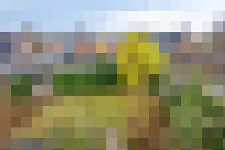 Wilhelminastraat 9 Duiven thumbnail 34