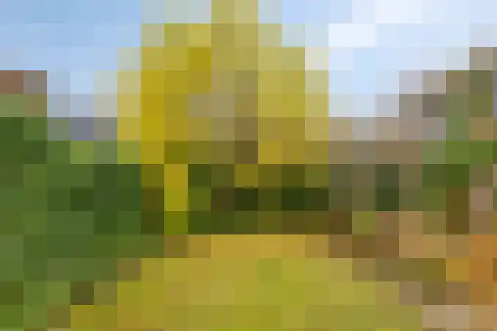 Wilhelminastraat 9 Duiven thumbnail 39